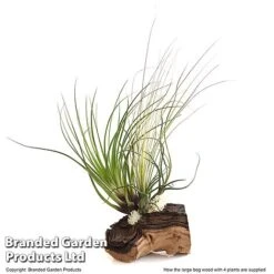 Air Plant On Bog Wood -Green Haven Shop TILL BOGWOOD4P T48230