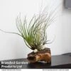 Air Plant On Bog Wood
