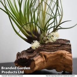Air Plant On Bog Wood -Green Haven Shop TILL BOGWOOD4P T48233