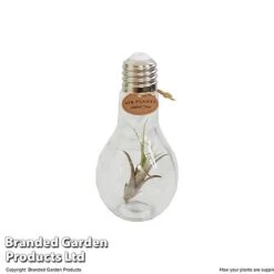 Airplant (Tillandsia) In A Light Bulb (Medium) -Green Haven Shop TILL LIGHTBULB T49713