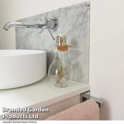 Airplant (Tillandsia) In A Light Bulb (Medium) -Green Haven Shop TILL LIGHTBULB T49714