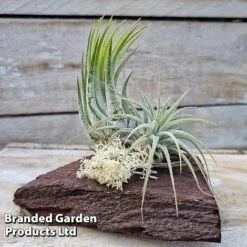 Air Plants (Tillandsia) On Mini Wooden Log -Green Haven Shop TILL MINIWOODE S45228C