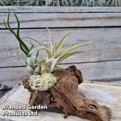 Air Plants (Tillandsia) On Mini Wooden Log -Green Haven Shop TILL MINIWOODE S45229B
