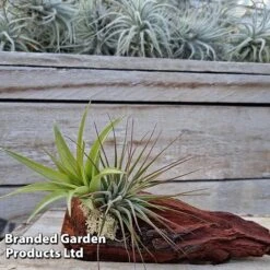 Air Plants (Tillandsia) On Mini Wooden Log -Green Haven Shop TILL MINIWOODE S45230A