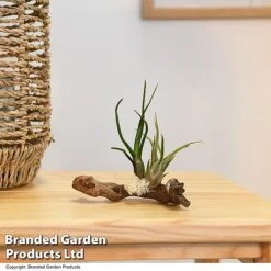Air Plants (Tillandsia) On Mini Wooden Log -Green Haven Shop TILL WOODENLOG T47201