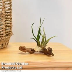 Air Plants (Tillandsia) On Mini Wooden Log -Green Haven Shop TILL WOODENLOG T47202