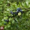 Damson 'Farleigh Damson'