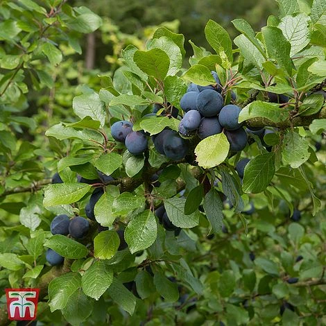 Damson 'Farleigh Damson' 1 Damson 'Farleigh Damson'