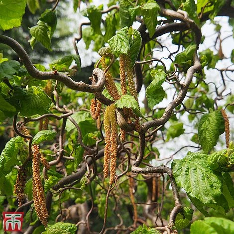 Corylus Avellana 'Twister' 1 Corylus Avellana 'Twister'