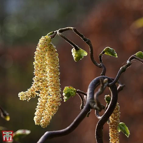 Corylus Avellana 'Twister' 2 Corylus Avellana 'Twister' - Image 2