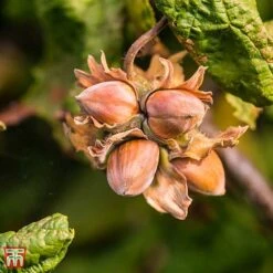 Corylus Avellana 'Twister' 6 Corylus Avellana 'Twister' -Green Haven Shop TKA3098 CORY 3