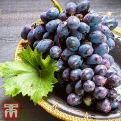 Grape 'Chasselas Doré' 5 Grape 'Chasselas Doré' -Green Haven Shop TKA3704 GRAP 2