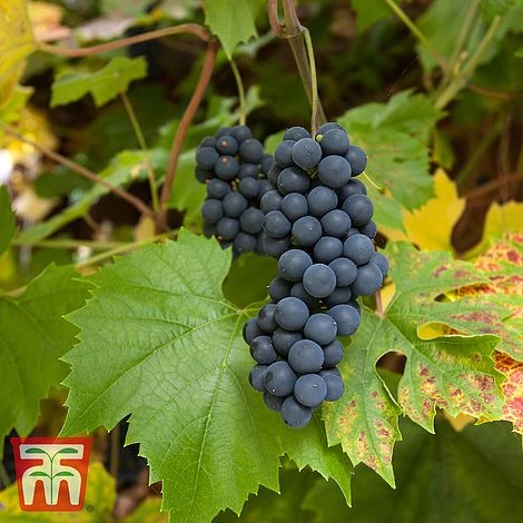 Grape 'Muscat Hamburg' 1 Grape 'Muscat Hamburg'