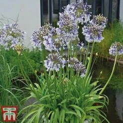 Agapanthus 'Fireworks' -Green Haven Shop TM1