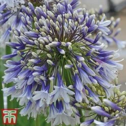 Agapanthus 'Fireworks' -Green Haven Shop TM4