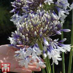 Agapanthus 'Fireworks' -Green Haven Shop TM5