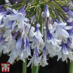 Agapanthus 'Fireworks' -Green Haven Shop TM6