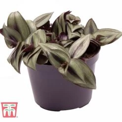 Tradescantia Zebrina -Green Haven Shop TRAD TKA2955 B