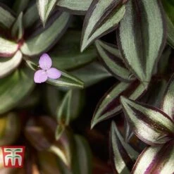 Tradescantia Zebrina -Green Haven Shop TRAD TKA2955 C