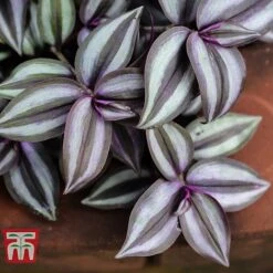Tradescantia Zebrina -Green Haven Shop TRAD TKA2955 D