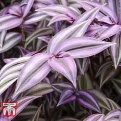 Tradescantia Zebrina -Green Haven Shop TRAD TKA2955 E