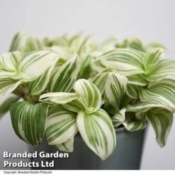 Tradescantia 'Brightness' -Green Haven Shop TRAD BRIGHTNES T49392