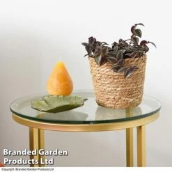 Tradescantia Purple Passion -Green Haven Shop TRAD PURPPASSI T39010