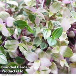 Tradescantia Albilfora 'Tricolor Rosa' 6 Tradescantia Albilfora 'Tricolor Rosa' -Green Haven Shop TRAD TRICOLOR T44793
