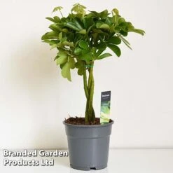Umbrella Plant With Braided Stem -Green Haven Shop UMBR BRAIDSTEM