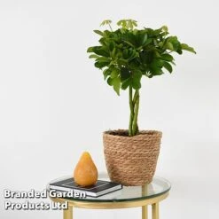 Umbrella Plant With Braided Stem
