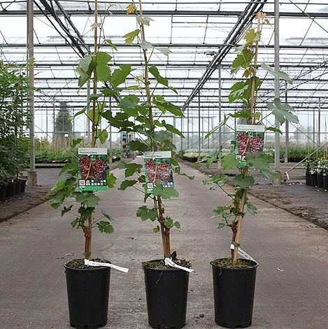 Grape 'Chasselas Rosé' 2 Grape 'Chasselas Rosé' - Image 2