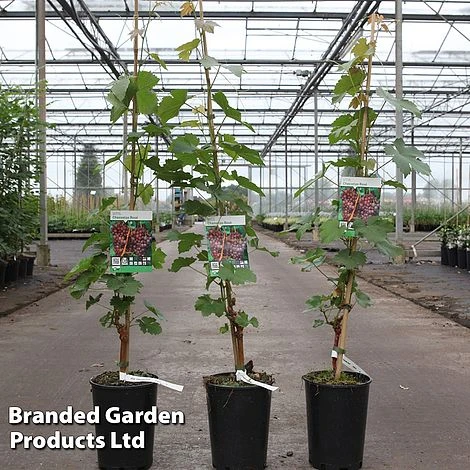 Grape 'Chasselas Rosé' 1 Grape 'Chasselas Rosé'