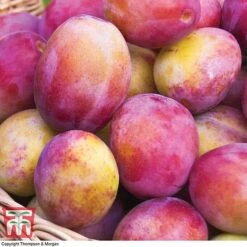 Premium Patio Standard Collection -Green Haven Shop Victoria