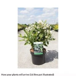 Weigela Florida 'Milk And Honey' 5 Weigela Florida 'Milk And Honey' -Green Haven Shop WEIG T66531 B h