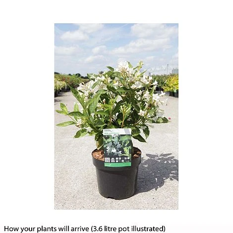 Weigela Florida 'Milk And Honey' 3 Weigela Florida 'Milk And Honey' - Image 3