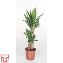 Yucca Elephantipes -Green Haven Shop YUCC TKA2956 B