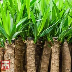 Yucca Elephantipes -Green Haven Shop YUCC TKA2956 D