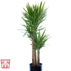 Yucca Elephantipes -Green Haven Shop YUCC TKA2956 E
