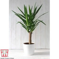 Yucca Elephantipes -Green Haven Shop YUCC TKA2956 F2