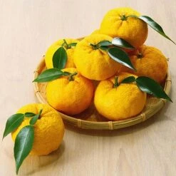 Yuzu Citrus Plant -Green Haven Shop YUZU KC5366 NOW1