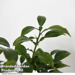 Yuzu Citrus Plant -Green Haven Shop YUZU CITRUSPLA T48744