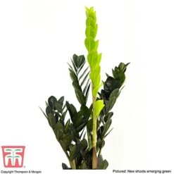 Zamioculcas Zamiifolia Raven -Green Haven Shop ZAMI KB3238 C