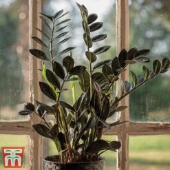 Zamioculcas Zamiifolia Raven -Green Haven Shop Zinnia4