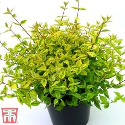 Abelia X Grandiflora 'Kaleidoscope' 12 Abelia X Grandiflora 'Kaleidoscope' -Green Haven Shop abelia