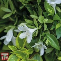 Abelia X Grandiflora 'Kaleidoscope' 9 Abelia X Grandiflora 'Kaleidoscope' -Green Haven Shop abelia2