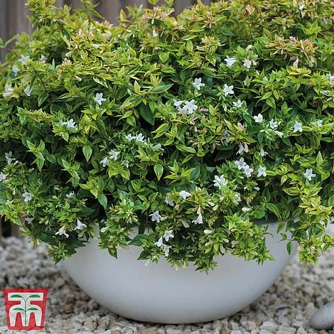 Abelia X Grandiflora 'Kaleidoscope' 1 Abelia X Grandiflora 'Kaleidoscope'