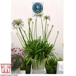 Agapanthus 'Fireworks' -Green Haven Shop agap RHS