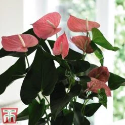 Anthurium Aqua Salmon In Sierglass -Green Haven Shop anth2