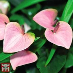 Anthurium Aqua Salmon In Sierglass -Green Haven Shop anth3