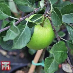 Apple Duo Patio Fruit Trees -Green Haven Shop apple duo c